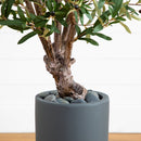 3.5' Olive Tree in Gray Cylinder Planter - BlueJay Avenue
