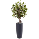 3.5' Olive Tree in Gray Cylinder Planter - BlueJay Avenue