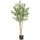 5' Olive Silk Tree - BlueJay Avenue