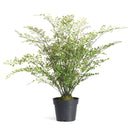 Artificial Maidenhair Drop - In 30" - BlueJay Avenue