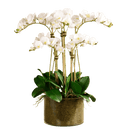 Artificial White Orchid Flower in Glass Vase - BlueJay Avenue