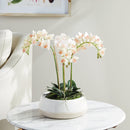 Phalaenopsis 16" Blush Mini Garden Drop - In Floral Arrangement - BlueJay Avenue
