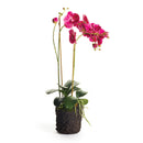 Phalaenopsis Fuchsia X 2 Drop - In 29" Faux Floral Arrangement - BlueJay Avenue