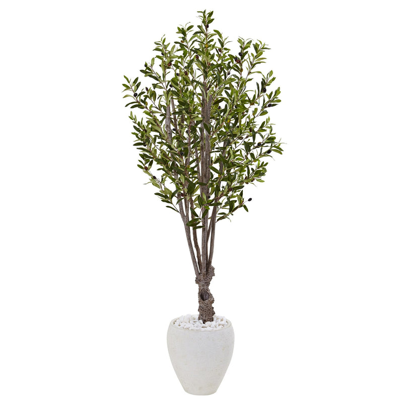5' Olive Tree in White Oval Planter - BlueJay Avenue