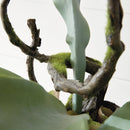 Artificial Staghorn Fern Drop - In 22" - BlueJay Avenue