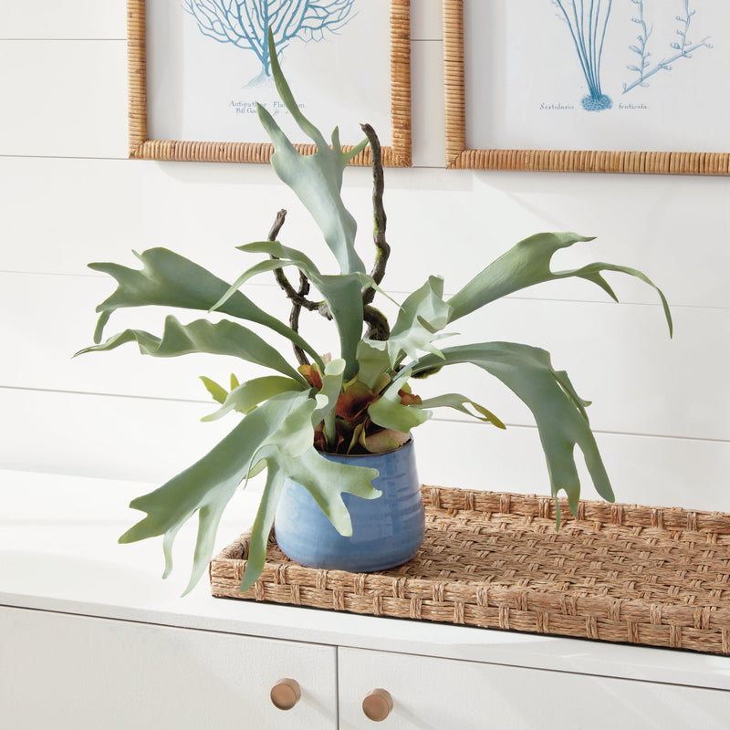 Artificial Staghorn Fern Drop - In 22" - BlueJay Avenue