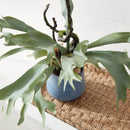 Artificial Staghorn Fern Drop - In 22" - BlueJay Avenue