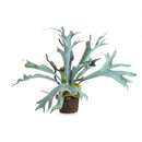 Artificial Staghorn Fern Drop - In 22" - BlueJay Avenue