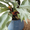 Artificial Staghorn Fern Drop - In 22" - BlueJay Avenue