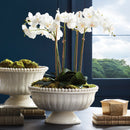 Coletta Low Footed Ceramic Decorative Bowl - BlueJay Avenue
