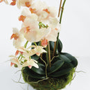 Phalaenopsis 16" Blush Mini Garden Drop - In Floral Arrangement - BlueJay Avenue