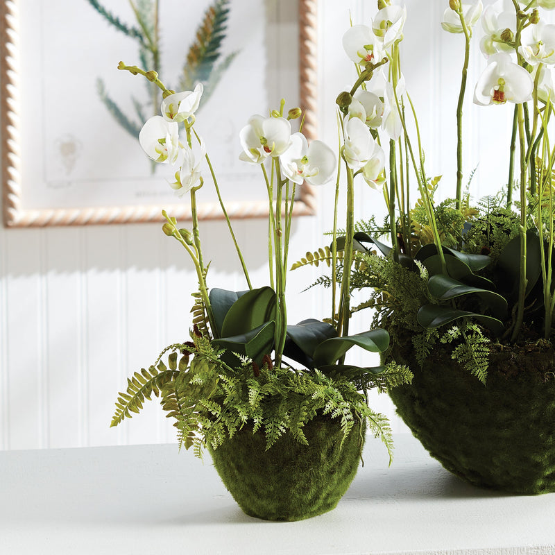 Phalaenopsis and Fern Artificial Floral Arrangement Drop - In 18" - BlueJay Avenue
