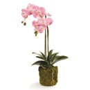 Phalaenopsis Pink Orchid Drop - In 23" Faux Floral - BlueJay Avenue