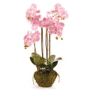 Phalaenopsis Pink Orchid Drop - In 30" - BlueJay Avenue