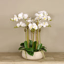 White Artificial Orchid Flower in Beige Planter - BlueJay Avenue